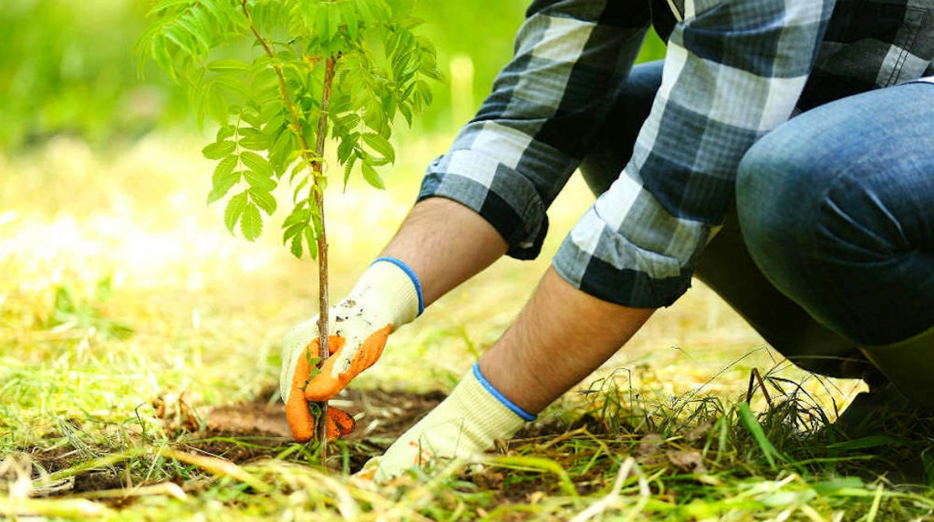 Україна встановила світовий рекорд за кількістю висаджених дерев за один день - МЗС