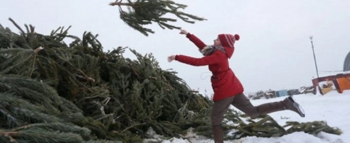 В Україні існує проблема з утилізацією новорічних ялинок