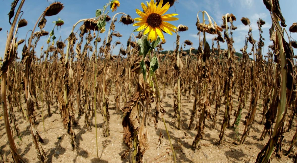 Пустелі, торнадо і нові віруси: екологи розказали, якою буде Україна до 2100 року