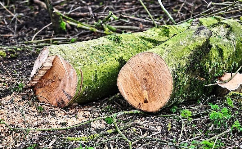 За тиждень довкіллю завдано збитків на 20,5 млн грн