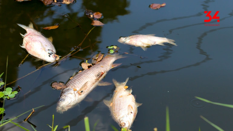 Екологічна катастрофа для усієї України: нечистоти Житомира невдовзі дістануться Дніпра